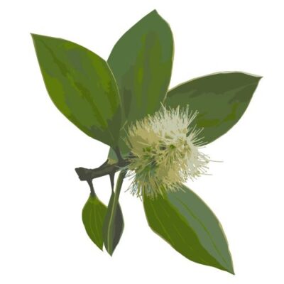 niajouli